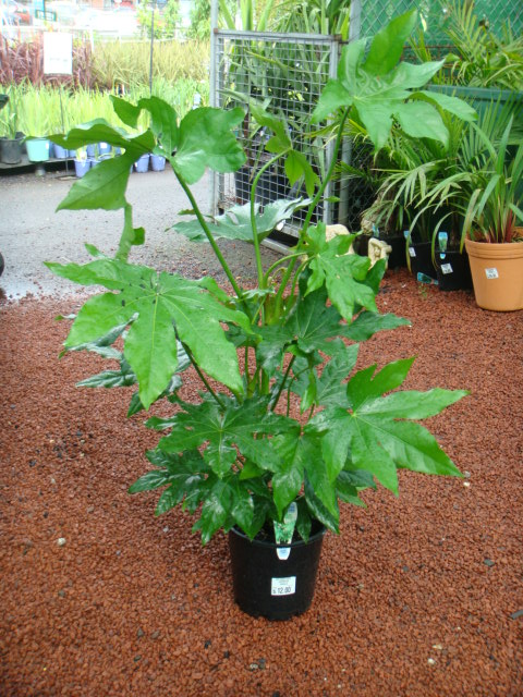 Fatsia Japonica